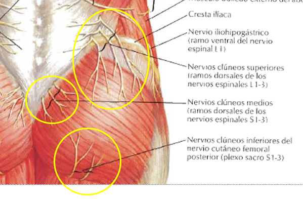 nervios clúneos superiores medios inferiores